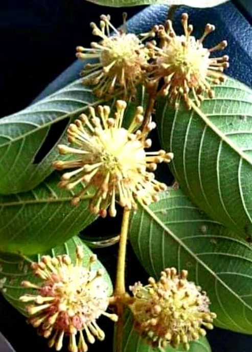 ketum